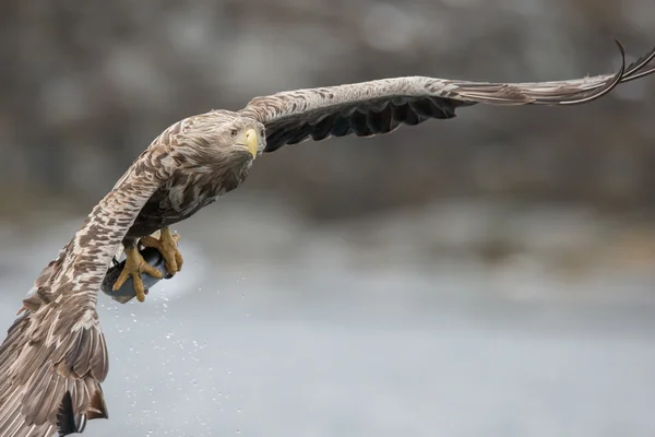 Male White-tailed Eagle flying towards the camera.