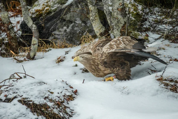 Male White-tailed Eagle