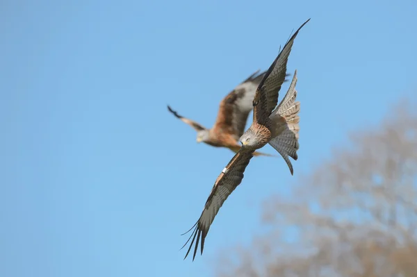 Red Kite