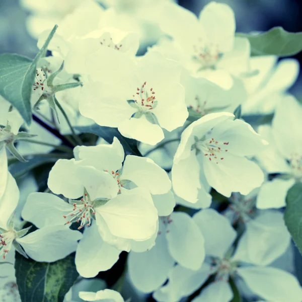 Apple tree flowers, selective focus, toned image