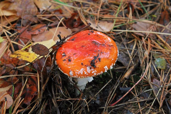 Amanita muscaria, a poisonous mushroom in autumn forest