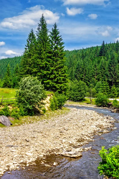 Mountain river in Conifer forest