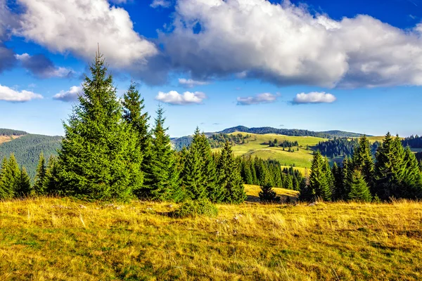 Conifer forest in classic Carpathian mountain Autumn Landscape