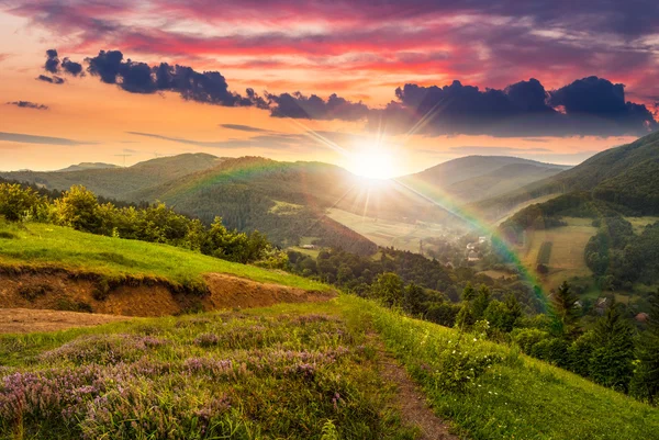 Flowers on hillside meadow with forest at  sunset