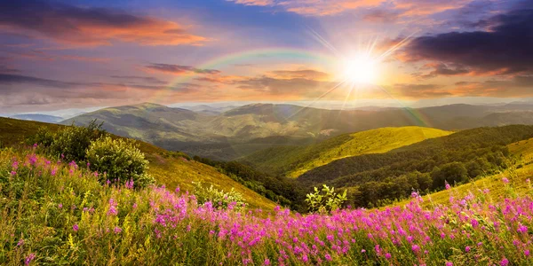 Wild flowers on the mountain top at sunset