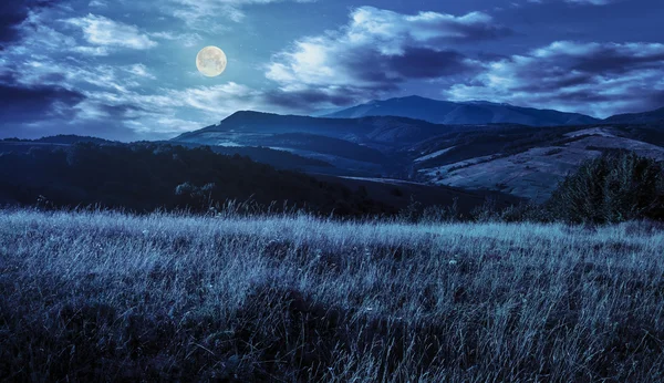 Meadow with tall grass in mountains at night