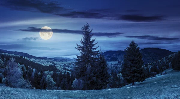 Coniferous forest  in mountain at night