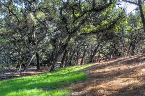 Live Oak Forest with Forest Floor