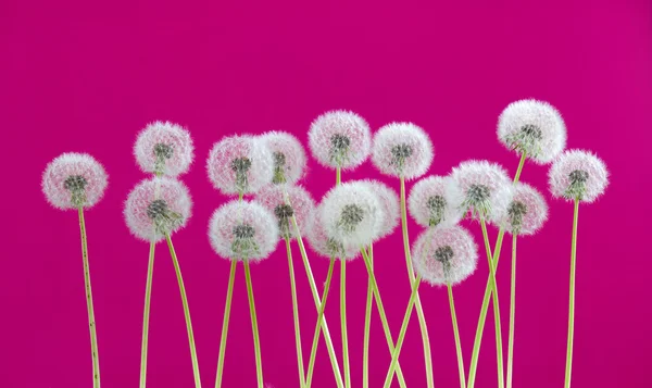 Dandelion flower on pink color background, many closeup object