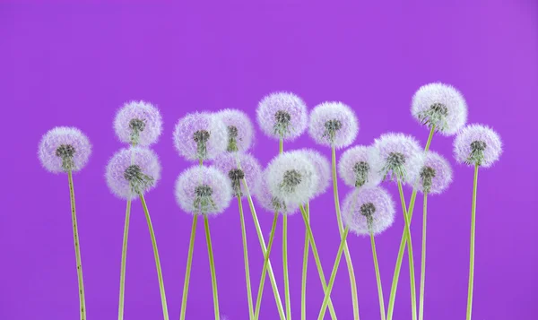 Dandelion flower on violet color background, many closeup object
