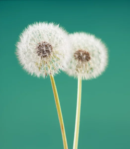 Dandelion flower on light green color background, many closeup object