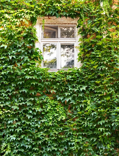 White window in old house with green leaves on wall, retro architecture style