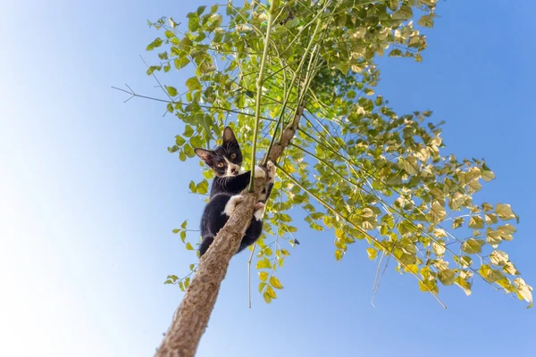Funny cat climbing tree