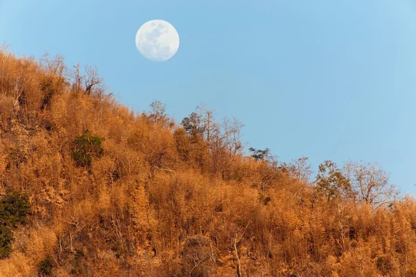 Rising moon over bamboo forest