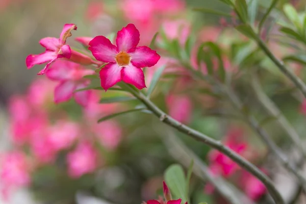 Desert rose flower