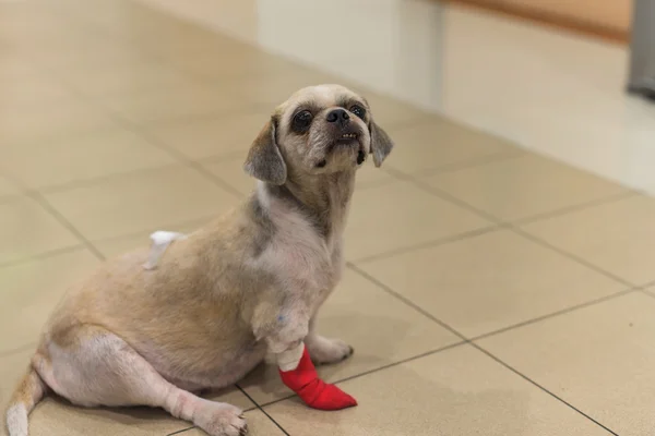 Injured dog with bandage on leg and back