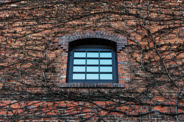 Window on brick wall  with dry climber