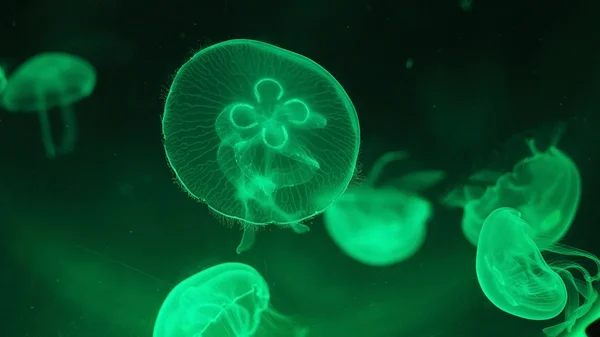 Many Pacific moon jellyfish