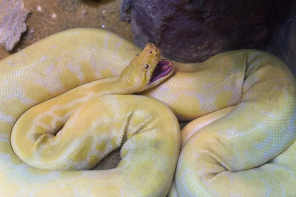 Gold or yellow Python