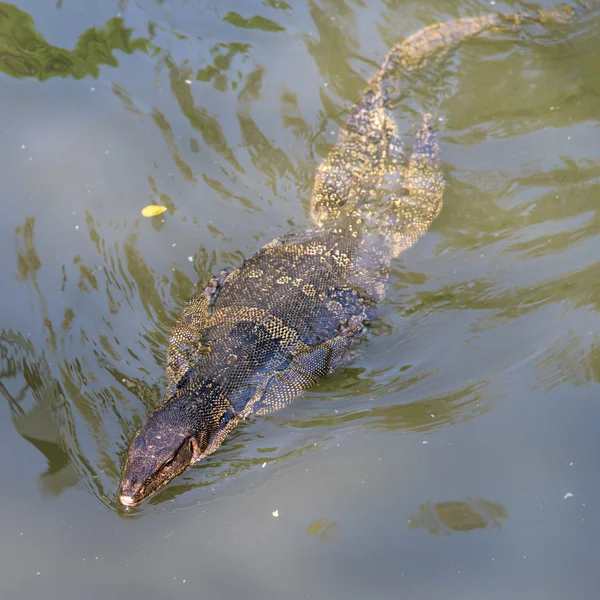 Big Water Monitor lizard in pond