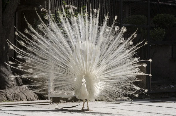 Beautiful white peacock