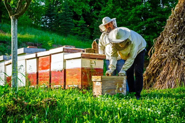 Work in apiary