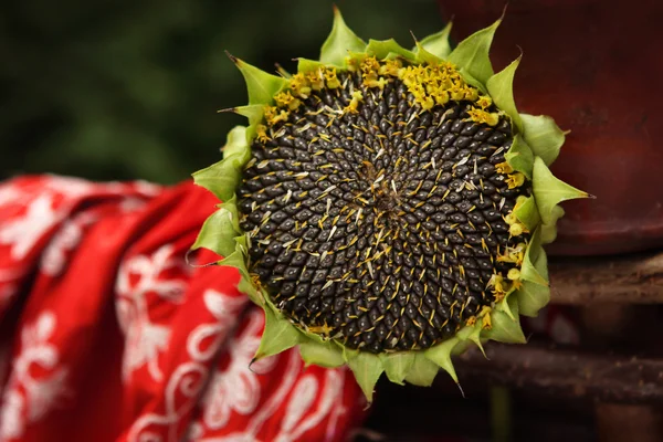 Ripe flower sunflower - summer in rural life