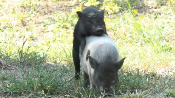 Videos de sexo de humanos com animais WOMAN