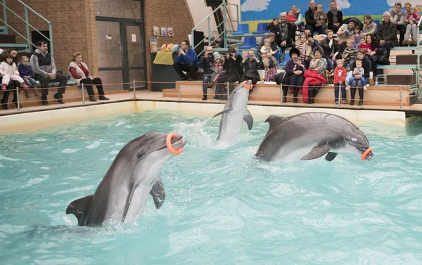 Dolphins -Mom and two sons perform exercises with rubber rings