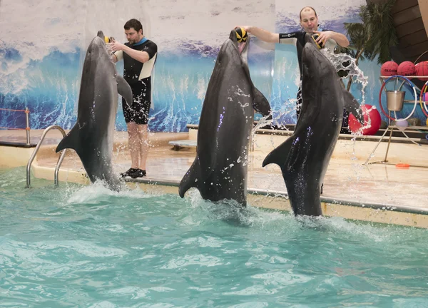 Dolphins - mother and two sons brought trainers rubber balls