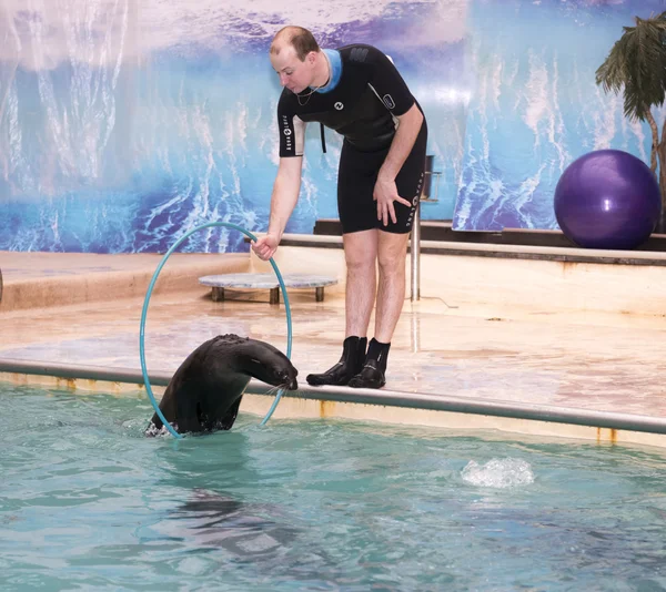 Sea lion jumping through a hoop in the hands of the trainer