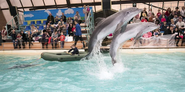 Dolphin drags the boy in the boat