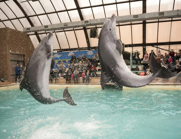 Dolphins: Mom and  son in a jump in the Rostov dolphinarium