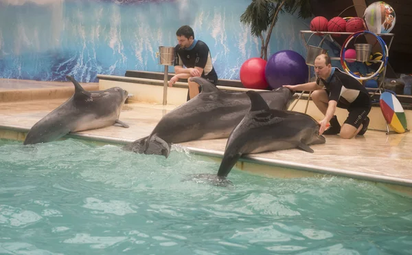 Trainers talk with dolphins - mother and two sons