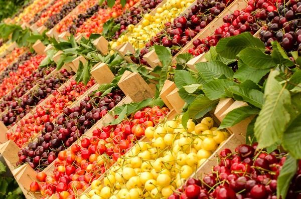 Close up on ripe red and yellow cherries in crates at the market. Four types of cherries. Cherry background. Display of many types of cherries.