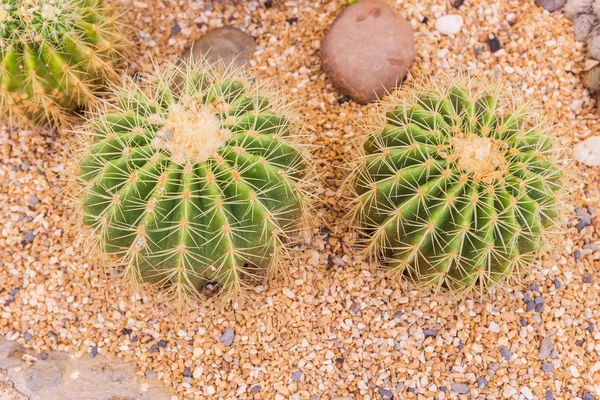 Cactus in desert garden