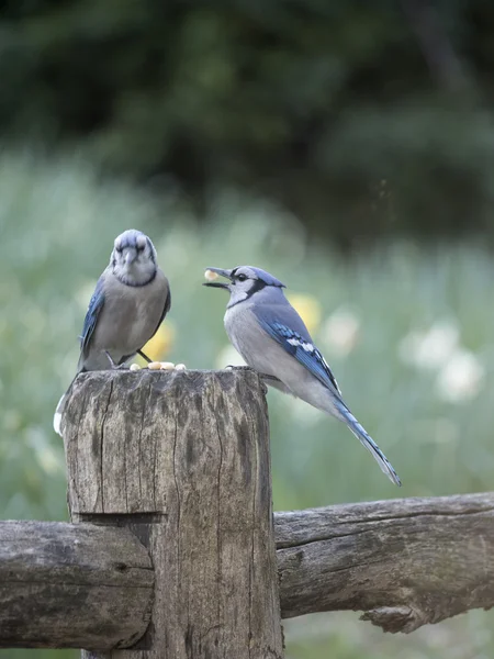 Blue jay Cyanocitta cristata