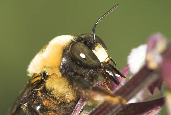Bumblebee, also written bumble bee