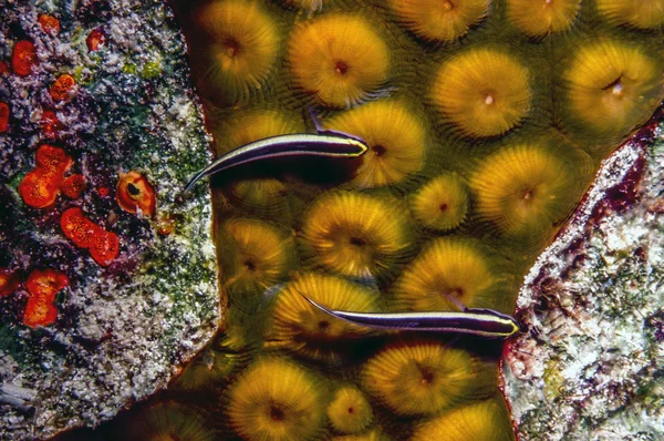 Neon goby fish