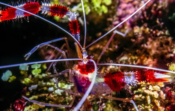 banded coral shrimp and banded cleaner shrimp