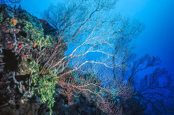 Deep water Gorgonian underwater