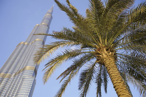 Dubai Skyline with Palm Tree