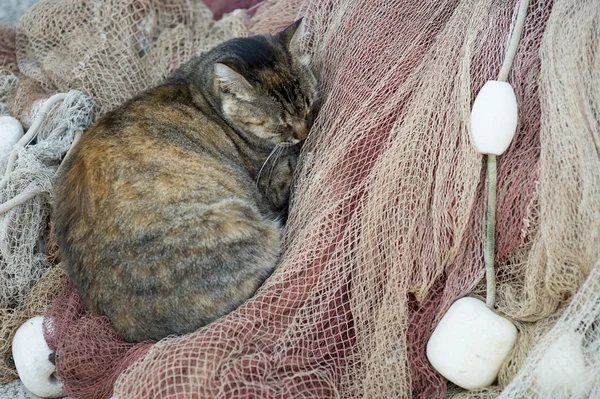 Calico Cat Sleeping in Fishing Nets