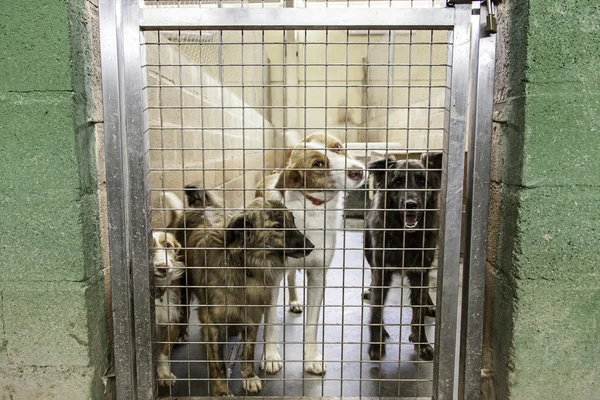 Frightened dog kennel