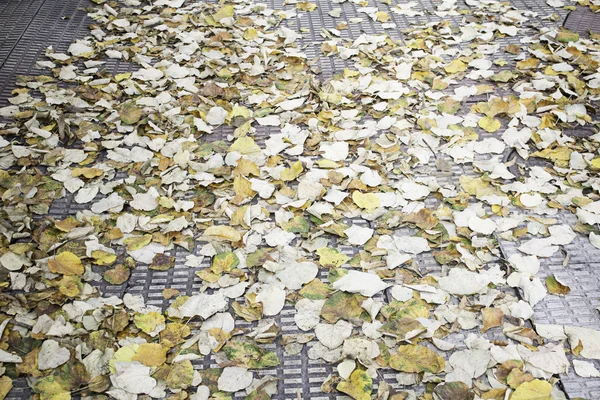 Autumn Leaves street