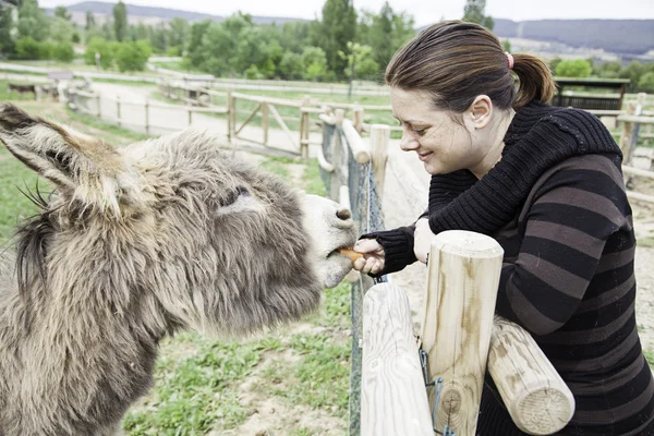 Woman feeding donkey