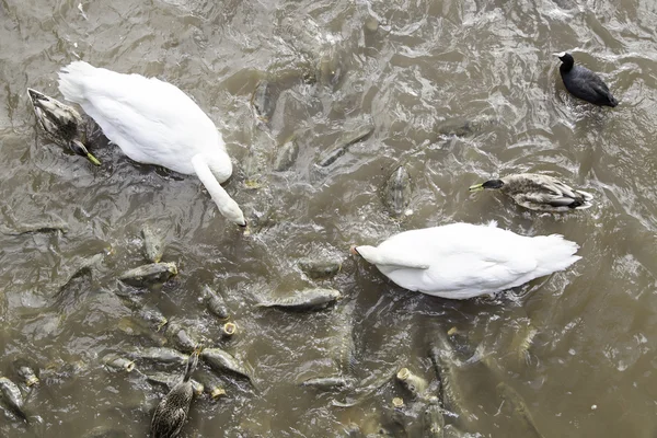 Swans and carps