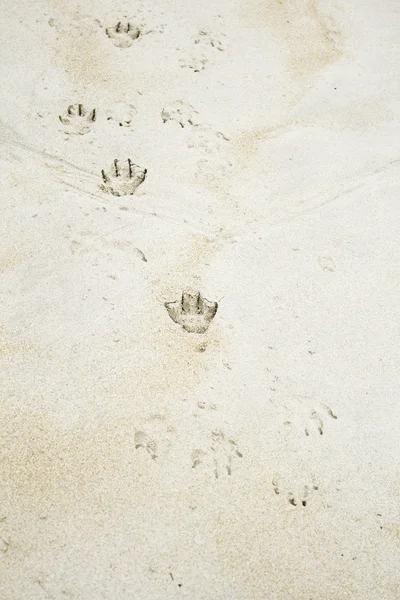 Beach dog footprints