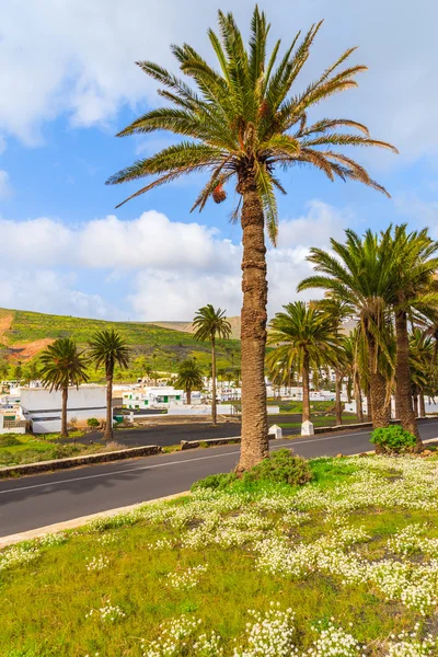 Road lined with palm trees to Haria mountain village