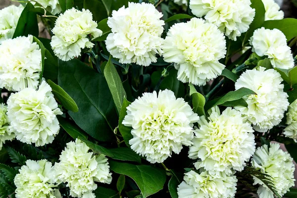 Bright colorful background with pale green carnations